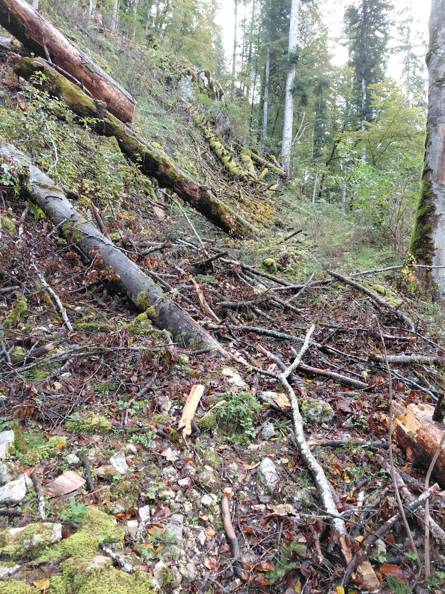 Sentier de Belleroche